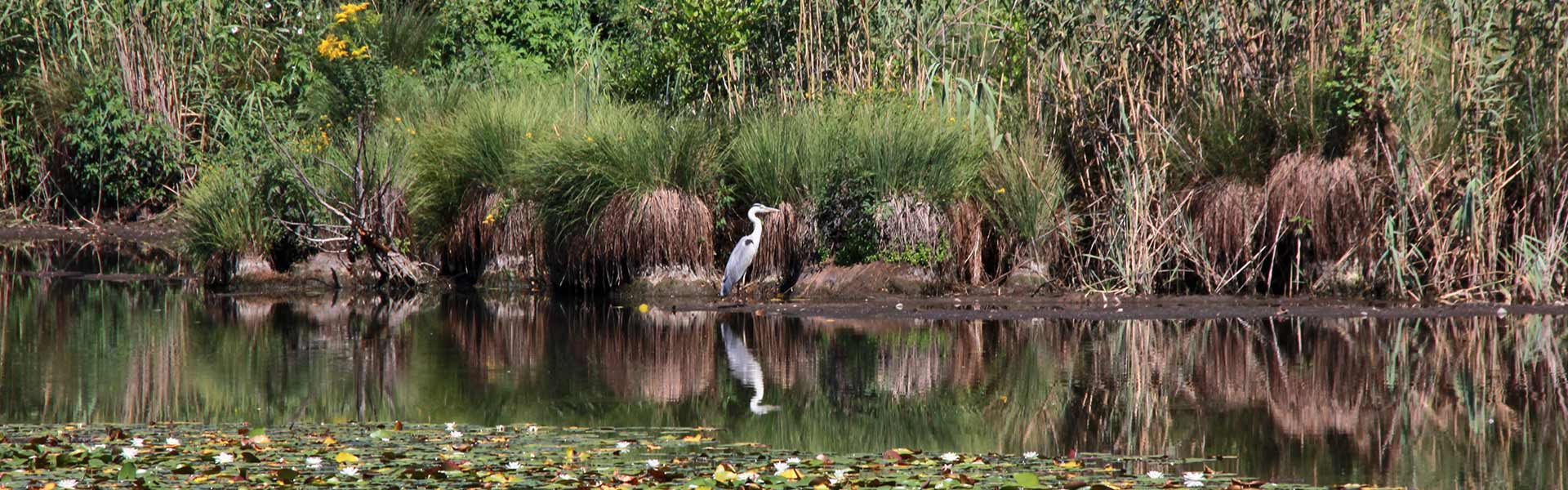 Parco dei Lagoni di Mercurago