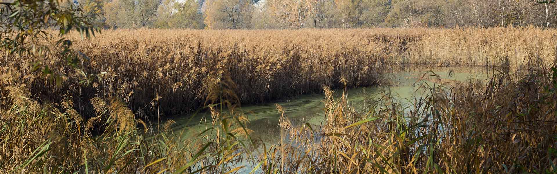 Riserva Naturale Speciale di Fondotoce